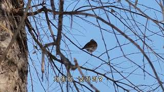 개똥지빠귀/개똥이 출몰/실수/날아간 영상 재 업로드