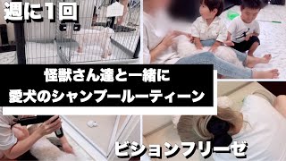 ペットのシャンプールーティーン【ビションフリーゼ】【子供とペットが居る生活】