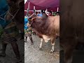 biggest cows in bangladesh dhamaka entry💥💥