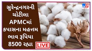 Mandi : સુરેન્દ્રનગરની ચોટીલા APMCમાં કપાસના મહત્તમ ભાવ રૂપિયા 8500 રહ્યા | Tv9News