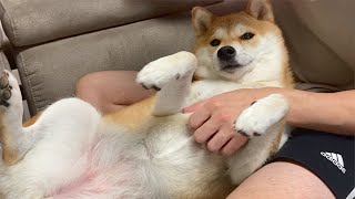 Shiba Inu receiving a paradise massage