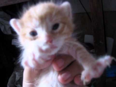 Kittens Crying Their Mom Youtube