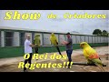 CRIATÓRIO IDEAL COM REGENTES E KING PARROTS RAROS!!!