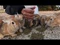 女子旅！うさぎ島でrabbitsたちと遊ぶ🐇ダイバー女子たちのリアルな様子