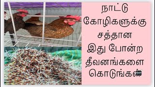 நாட்டுக் கோழிகளுக்கு சத்தான முளைகட்டிய கேழ்வரகு பயிர் #கோழிவளர்ப்பு #கோழி #நாட்டுக்கோழிவளர்ப்பு