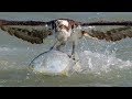 Insane Osprey Bird In Flight Photography with Nikon D850, D500 & Sony A9