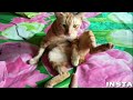 KUMPULAN VIDIO LUCU KUCING PETANI