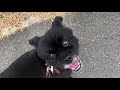 mix犬の”チャビくん”と散歩トレーニング！