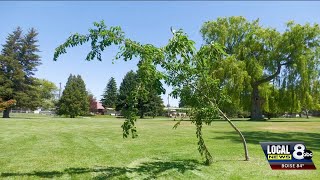 Young trees destroyed by vandals in Idaho Falls Park