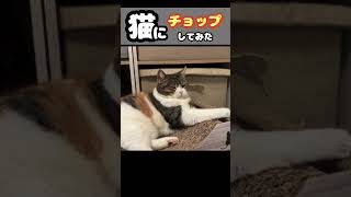 猫にチョップしたけど反応がなかった… #shorts #ねこ #猫 #スコティッシュフォールド #猫のいる暮らし #三毛猫