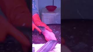 How to Clean Red Snapper #shorts#trending#viral#youtubeshorts#redsnapper#seafoods#removescales\u0026gills