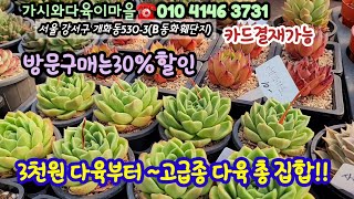 카드결재/전국택배~가시와다육이마을에 방문구매30%할인☆3천다육부터 고급종다육☆아메스트로 베라가모 쥬피터 티벳장미 마리아교배종등