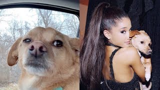 Toulouse Grande Best Moments