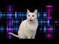 Cats Sing Mission Impossible Theme