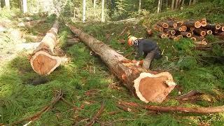 log cutting work