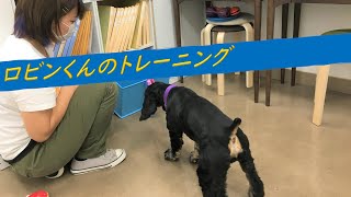 【犬の幼稚園】 ロビンくんのトレーニング 20/7/3 【八尾市本店】