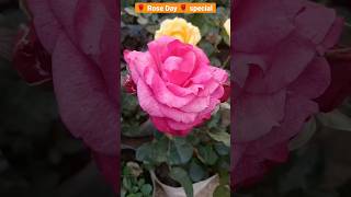 Rose Day🌹🌹 Special | Rose Day 2023 | valentine's day 2023 | kiss Day| hug day #shorts #viral