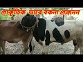 জার্সি গরু ফিজিয়ান ষাড় । জার্সি গরু।cow ai।