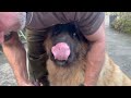 giant leonberger has a grooming session