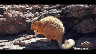 Viscacha in in Salvador Dalí Desert. Bolivia