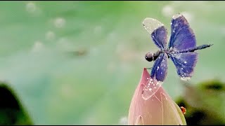 2022.7.22 チョウトンボ