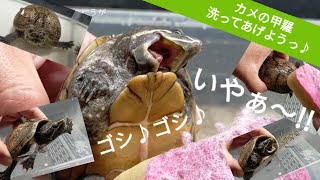 怒るカメ！亀の甲羅を洗う♪ミシシッピニオイガメの飼育観察♪ペットのいる暮らし ファミリーライフ -family life- Sternotherus odoratus  Turtle Bath