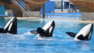 Orca Encounter (Full Show) - SeaWorld Orlando - July 13, 2024