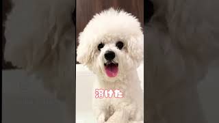 ビションフリーゼが溶けました #bichonfrise #ビションフリーゼ #ショート動画 #おもしろ動画