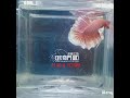 （2120 6）mit betta fish dumbo hmpk 鬥魚品種 短鰭象耳半月 紫紅色