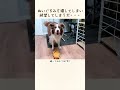 ぬいぐるみを壊してしまた時の絶望感が凄い犬・・・【ボーダーコリー】 shorts