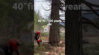 #shorts falling 40” fir tree bore cut .  #logger #logging #axe #treefelling #bekind #lovewins