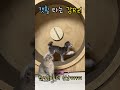 캣휠타는 강아지 지켜보는 고양이