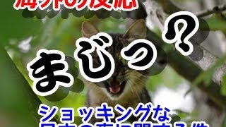 海外の反応 東京の夜道を外国人が歩いてみた結果・・・治安の良さに感動・賞賛の嵐！