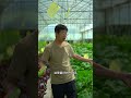 aquaponics鱼菜共生农场的瓜瓜