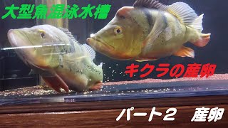 【大型魚混泳水槽】キクラの産卵⁉