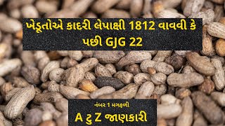 Kadri lepakshi K1812 Vs. GJG 22 | Magfali ખેતી વિશે સંપૂર્ણ માહિતી #kadrilepakshi #k1812 FarmersInfo