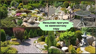 Июньская прогулка по каменистому саду.