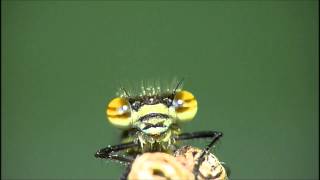 Damselfly Extreme Closeup