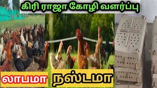 கிரிராஜா கோழி வளர்ப்பு மற்றும் விற்பனை வாய்ப்பு / ஒரு சிறிய தகவல்/ @sriramprime