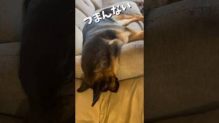 【かわいいシェパード】つまんなくてうなだれるシェパード #germanshepherd #シェパード #ジャーマンシェパード #癒し #大型犬 #shorts