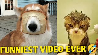 The Funniest Animal Video Of 2024
