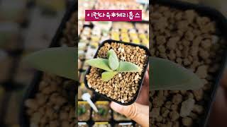 #이런다육 #체리톱스#자구가#무럭무럭자라#succulentsplants #코노피튬 #범내려온다