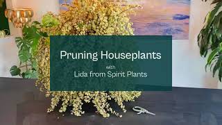 Lida AKA Spirit Plants Snips Some Essential Pruning Tips