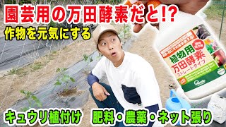 野菜を元気に育てる！野菜にも万田酵素　キュウリ植付けで使ってみた