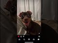 現役の飼い主よりも手の動作が速い子犬。　 救助犬　＃消防士　＃犬　 ミニピン