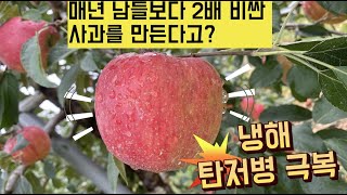 [한국농수산TV] 매년 남들보다 2배 비싼 사과를 만든다고?? 전북 장수