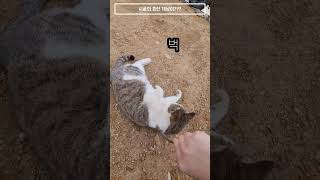 시골의 흔한 길고양이 개냥이란 이런것인가!! 너무 순한 길고양이 고양이 긁어주기ㅋㅋㅋ Street cats that like people in Korea