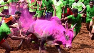 జల్లి కట్టు ఈ సంక్రాంతి jalli kattu tamilnadu 2019 sankranthi panduga #centralfunap