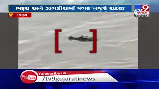 Narmada Floods: Crocodiles seen in field, river at Bharuch and Jhagadia| TV9News