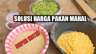 CARA SIMPEL MEMBUAT JAGUNG ARON UNTUK CAMPURAN PAKAN